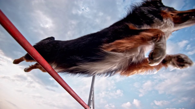 SLO MO边境牧羊犬做完美跨栏视频素材
