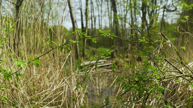池塘周围树叶的选择性焦点视频素材