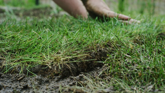 一名白人男子的手将一块草皮翻转到一片泥泞的地面上，然后把它推和拍到位(铺草皮)视频下载