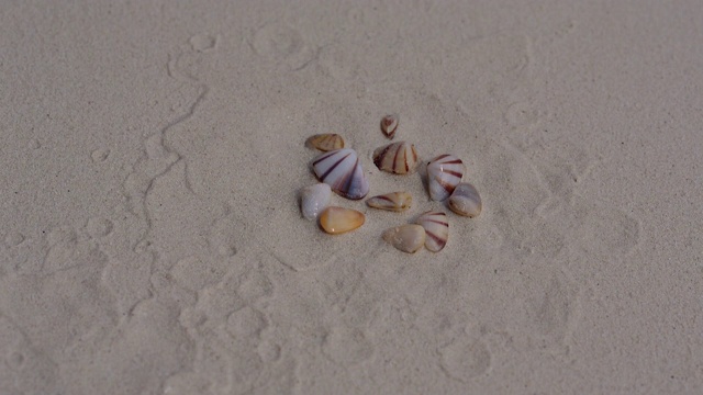 贝类埋在沙子里的贝壳。视频下载