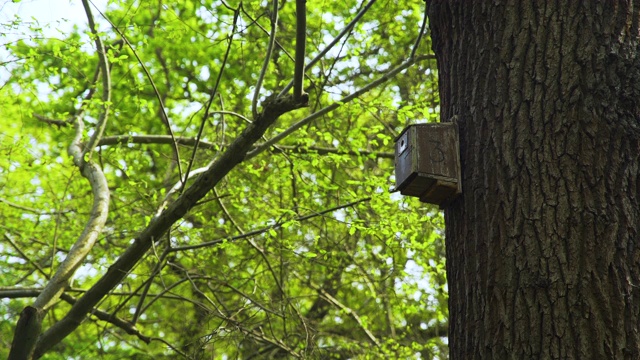 林中橡树上的鸟箱视频素材