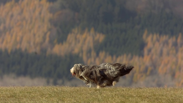 在草坪上奔跑的纯种狗视频素材