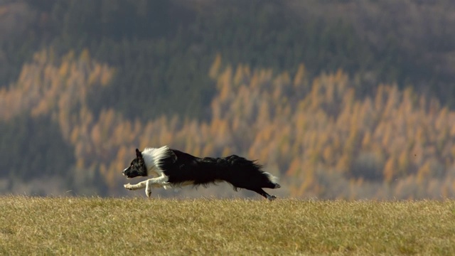 边境牧羊犬在草坪上奔跑视频素材