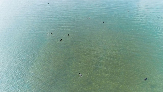 一群野鸭潜入水中捉鱼视频素材