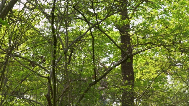 在树林里绕着树枝和树转视频素材