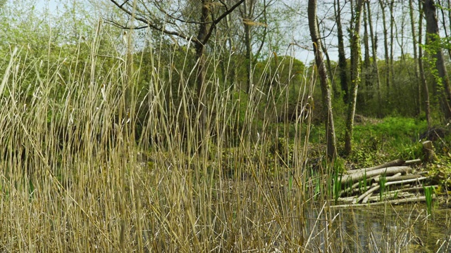 池塘边芦苇在微风中飘动视频素材