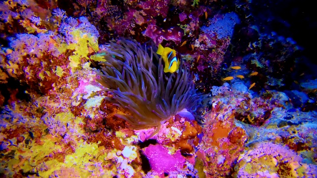 色彩斑斓的海底。水下风景视频素材