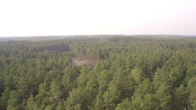 美丽的森林鸟瞰图视频素材