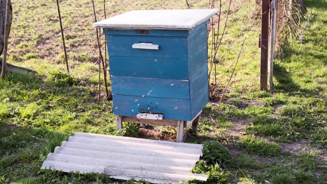 许多蜜蜂在绿色的田野里围着蜂箱飞来飞去。视频素材