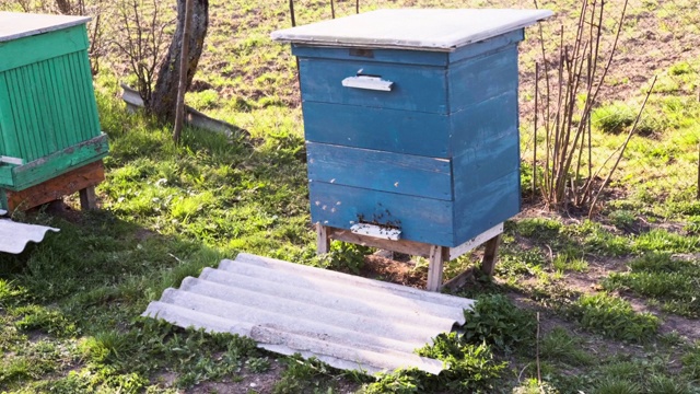 许多蜜蜂在绿色的田野里围着蜂箱飞来飞去。视频素材