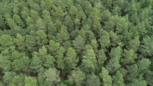 早春松树森林鸟瞰图。巴伐利亚,德国。视频素材
