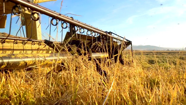 农业和收割机联合剪草机收集水稻，小麦作物视频下载