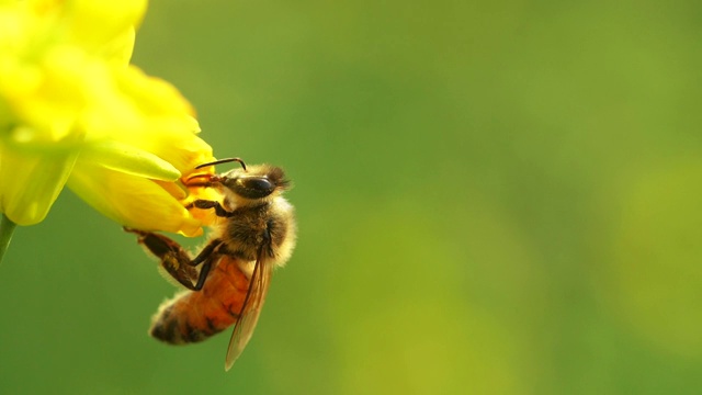 蜜蜂在花上的慢镜头视频素材