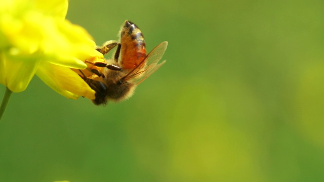 蜜蜂在花上的慢镜头视频素材