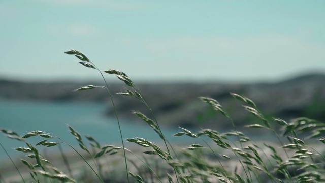 瑞典西海岸的草在风中摇曳视频素材