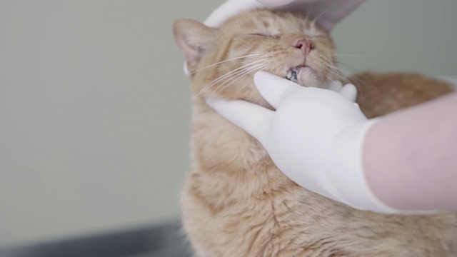 医生的近距离检查可爱的顺从的姜猫的眼睛持有他的口吻与她的手手套。视频素材
