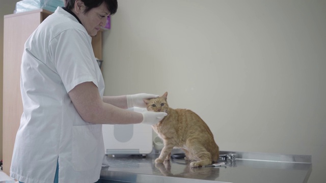 成年女兽医在白色长袍清洁可爱顺从的姜猫的眼睛。视频素材