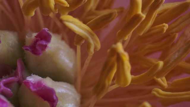 近距离微距拍摄粉红牡丹盛开。视频下载