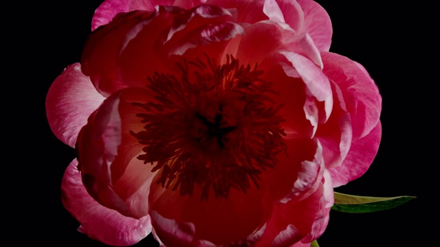近距离旋转微距拍摄粉红牡丹盛开顶视图。视频下载