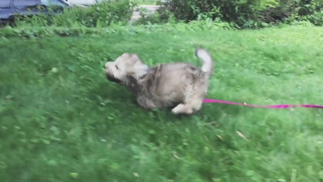 纯种巧克力哈瓦那小狗奔跑的多段剪辑视频素材
