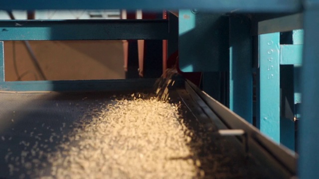 CU多利右从托盘分离机的生米摄像头，大米碾磨过程的一部分，以分离大米从糙米。视频下载