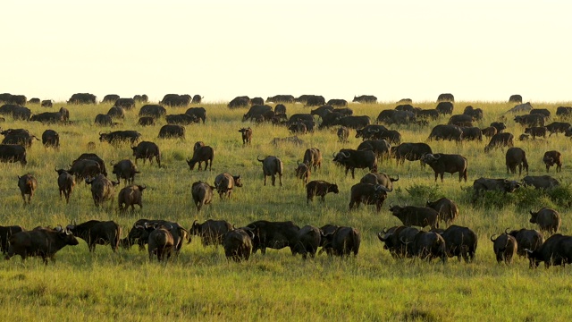 布法罗角，卡佛，牛群，马赛马拉国家保护区，肯尼亚，非洲视频素材