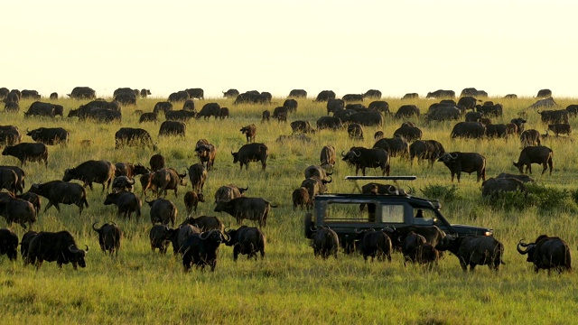 布法罗角，圣塞鲁斯卡弗，放牧与狩猎车，马赛马拉国家保护区，肯尼亚，非洲视频素材