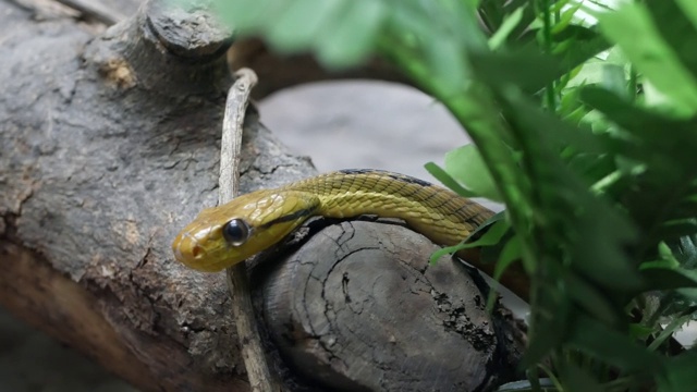 有着深绿色皮肤的威严的毒蛇。美丽的狗齿猫眼蛇与n岩石在terrarium笼间的绿色植物视频素材