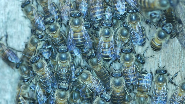 一群蜜蜂视频下载