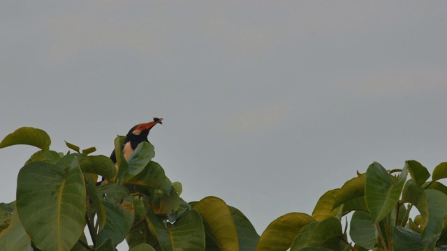 黑领椋鸟在树上休息视频下载