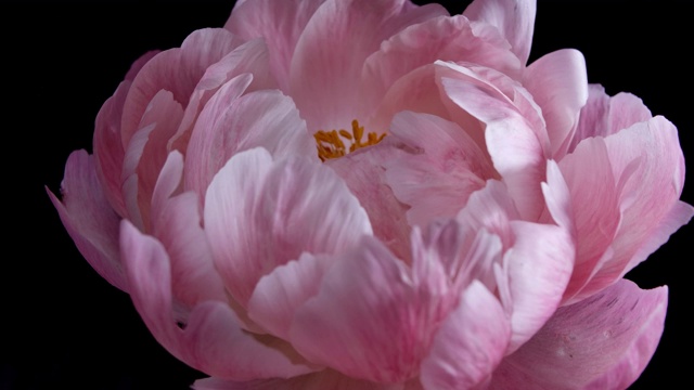 粉红牡丹盛开的延时视频素材