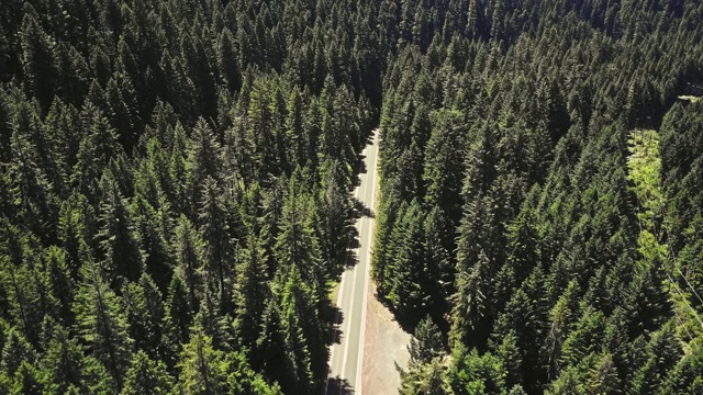 在北美森林中间的路视频下载