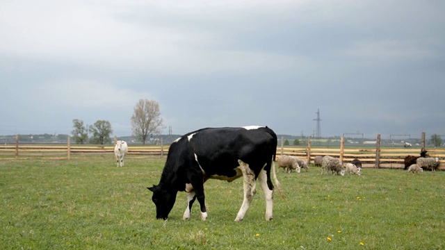 一只黑白相间的公牛在夏天的阴天吃绿草视频下载