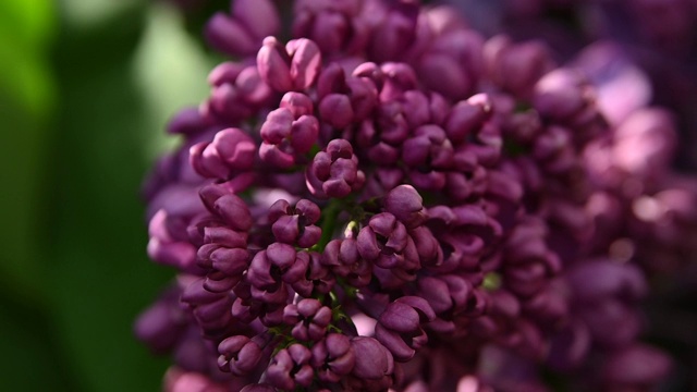 靠近紫丁香花视频素材