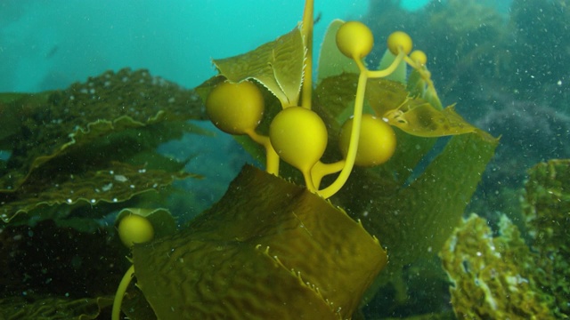 巨大的膀胱海藻特写视频素材