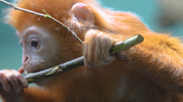 近距离观察爪哇鲁东猴吃叶茎视频下载