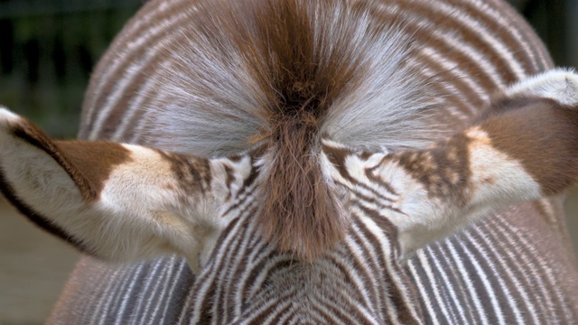 斑马的鬃毛和耳朵视频素材