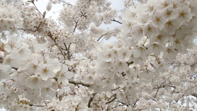 白色的樱花视频下载