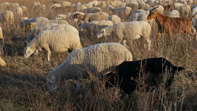 家养的羊，法国视频下载