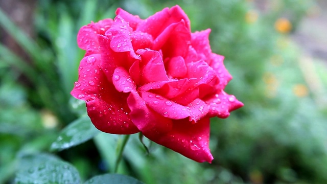 带露珠的粉红色玫瑰花视频素材