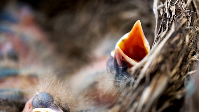 新生的毛茸茸的画眉鸟的雏鸟正在巢中睡觉视频素材