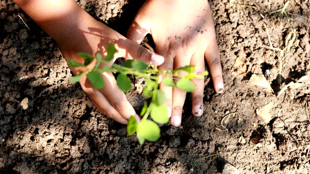 男孩种一棵新树，概念拯救地球，拯救世界，拯救地球，生态概念视频素材