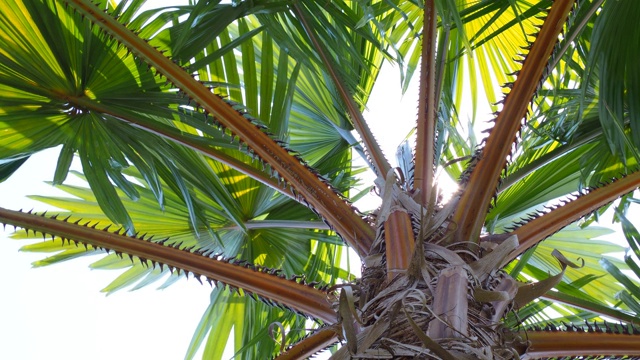 在夏日阳光明媚的日子里，抬头看棕榈树的叶子和树枝在强风中摇曳。Motion 4k b-roll footage视频下载
