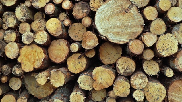 砍伐森林的原木堆视频下载