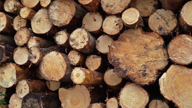 砍伐森林木材工业原木堆视频下载
