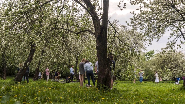人们在苹果园散步和拍照在花期，时间流逝视频素材