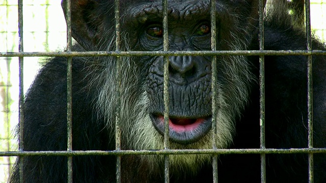 猴子在动物园视频素材