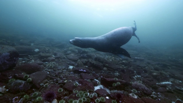 海豹游过相机，清晰的海底可见绿色和紫色的海葵，温哥华岛，加拿大视频下载