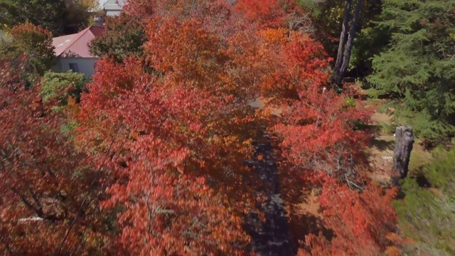 鸟瞰图:红树下的风景公路，蓝山，澳大利亚视频素材