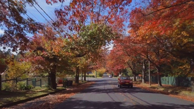 航拍:红色汽车在风景优美的道路上行驶，红树下，蓝山，澳大利亚视频素材